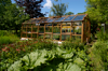 Greenhouse and vegetables